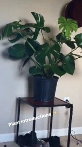 Birch Beckett [ birchbeckett ] Onlyfans leaked video 8412552 on Hotleaks.tv