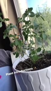 Birch Beckett [ birchbeckett ] Onlyfans leaked video 8412575 on Hotleaks.tv