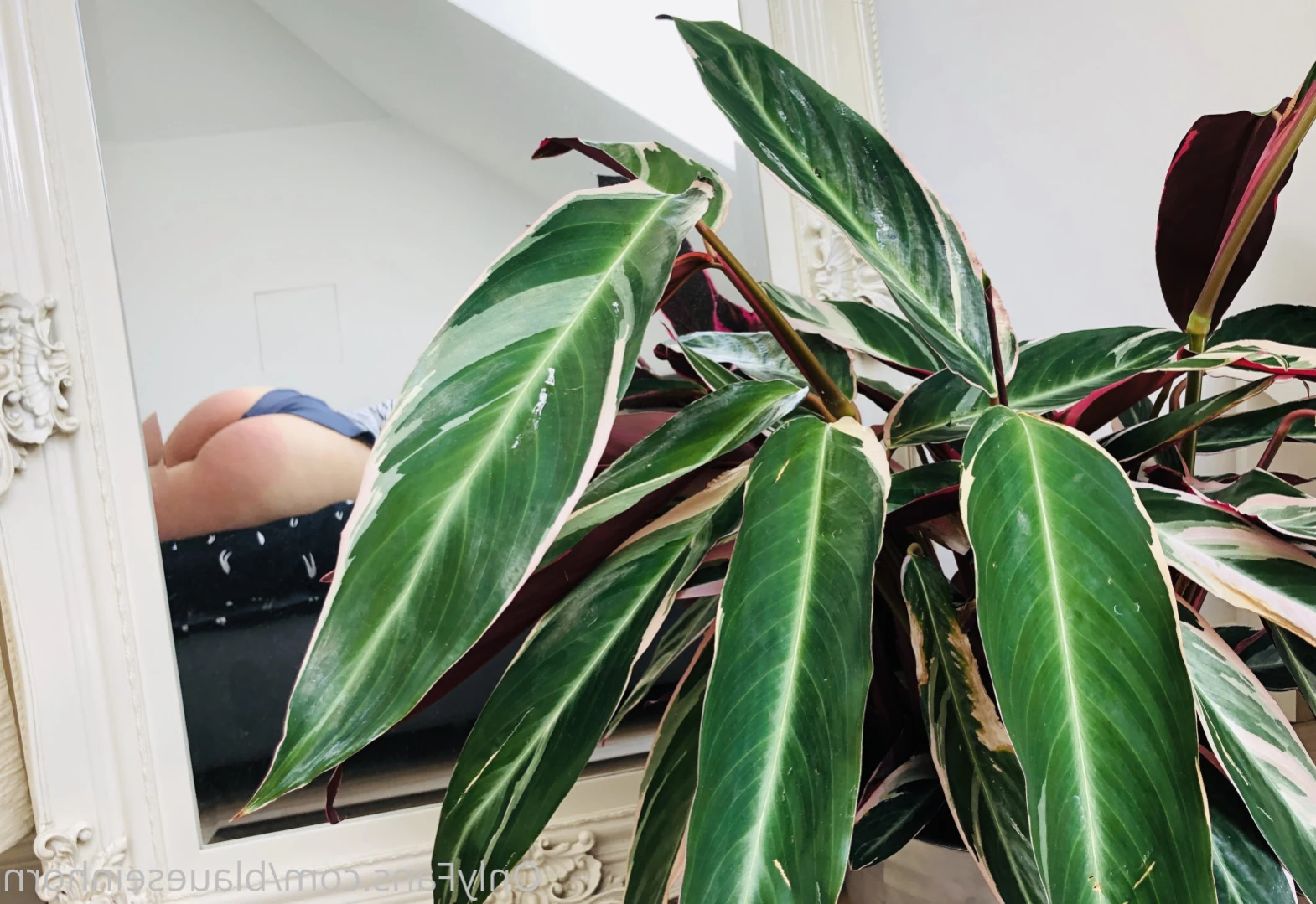 Bluenicorn [ blaueseinhorn ] Onlyfans leaked photo 10852918 on Hotleaks.tv