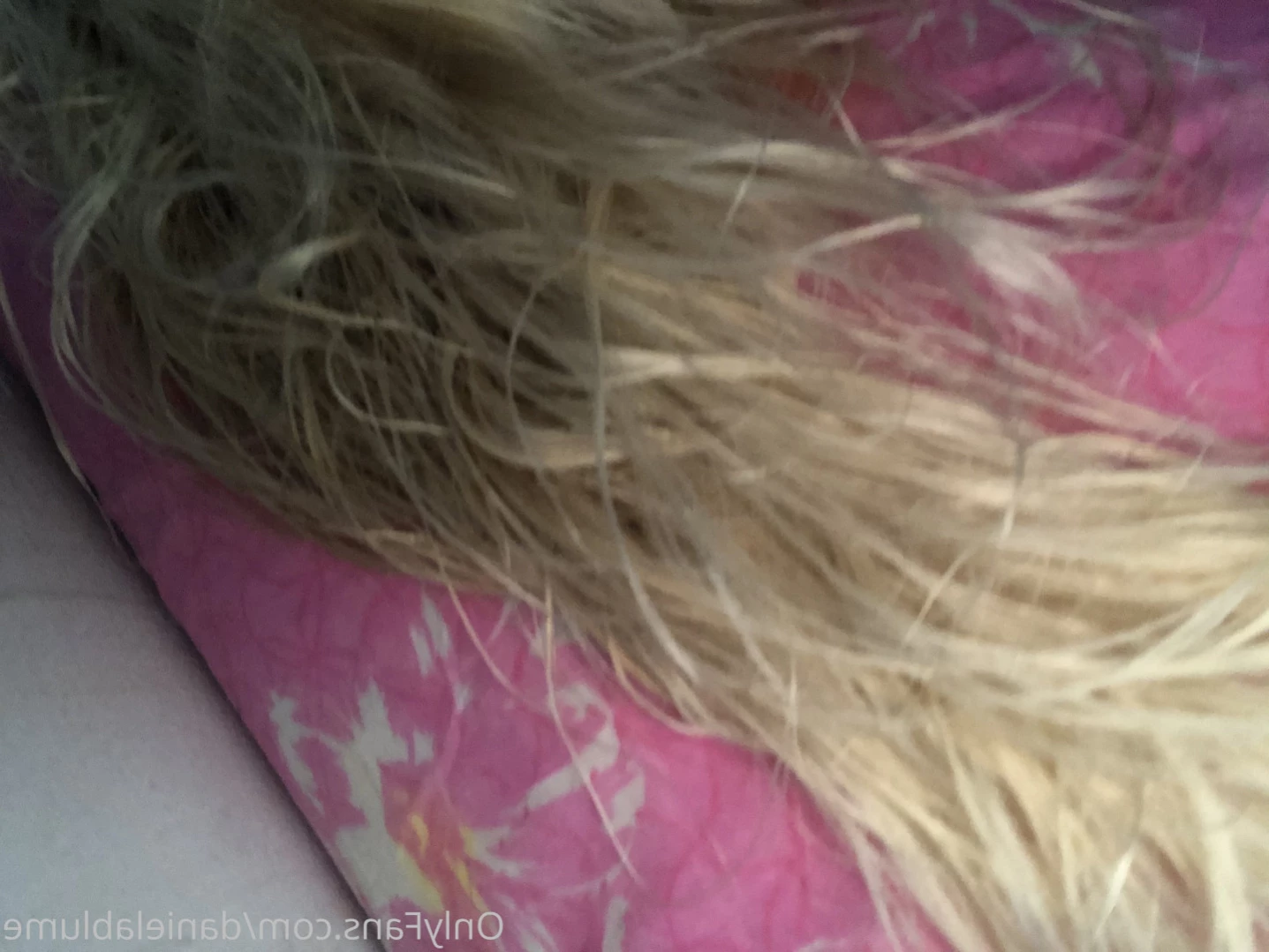 ↑♡Daniela Blume♡↑ [ danielablume ] Onlyfans leaked photo 12777828 on Hotleaks.tv