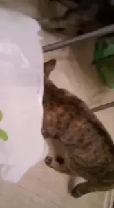 Gina Gerson [ gina_gerson ] Onlyfans leaked video 8247506 on Hotleaks.tv