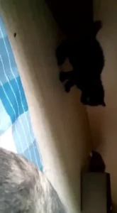 Gina Gerson [ gina_gerson ] Onlyfans leaked video 10529167 on Hotleaks.tv