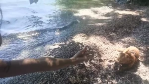 Lou Charmelle [ loucharmelle ] Onlyfans leaked video 8081843 on Hotleaks.tv