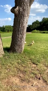 Scarlett Rae | Exposing my Wild Life [ scarlett_rae3 ] Onlyfans leaked video 7975288 on Hotleaks.tv