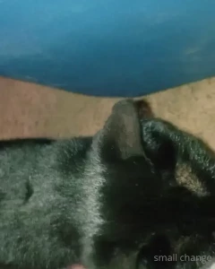 skippy * hairy pits + pussy * -on break- [ smallx69change ] Onlyfans leaked video 7964248 on Hotleaks.tv