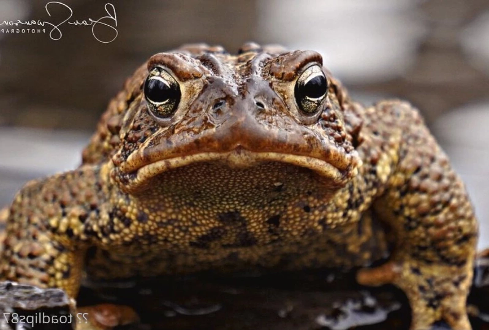 Toad [ toadlips87 ] Onlyfans leaked photo 15670398 on Hotleaks.tv
