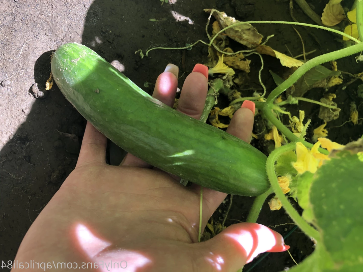 aprilcali84 Onlyfans leaked photo 12711296 on Hotleaks.tv