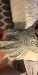 Sorceress Bebe [ b_findom ] Onlyfans leaked video 10492060 on Hotleaks.tv