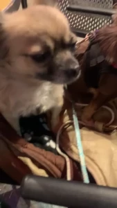 (=^ω^=)Chelxie [ chelxie ] Onlyfans leaked video 10459543 on Hotleaks.tv