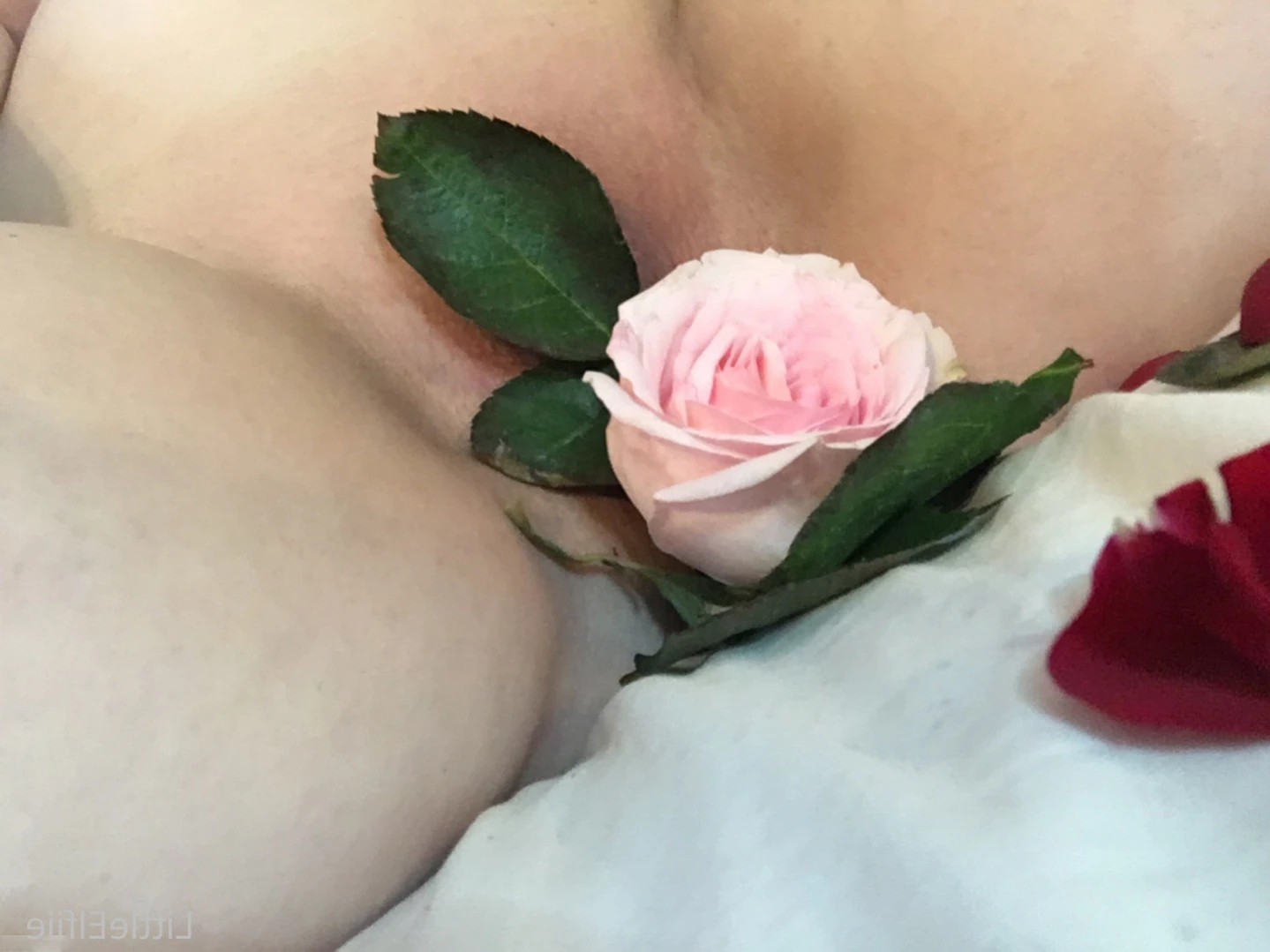 𓍊𓋼𓍊𓋼𓍊 EmpressElfiie 𓍊𓋼𓍊𓋼𓍊 [ empresselfiie ] Onlyfans leaked photo 12686608 on Hotleaks.tv