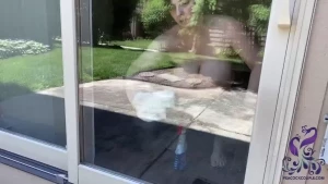TwoPeacockProductions [ twopeacockprod ] Onlyfans leaked video 18162851 on Hotleaks.tv
