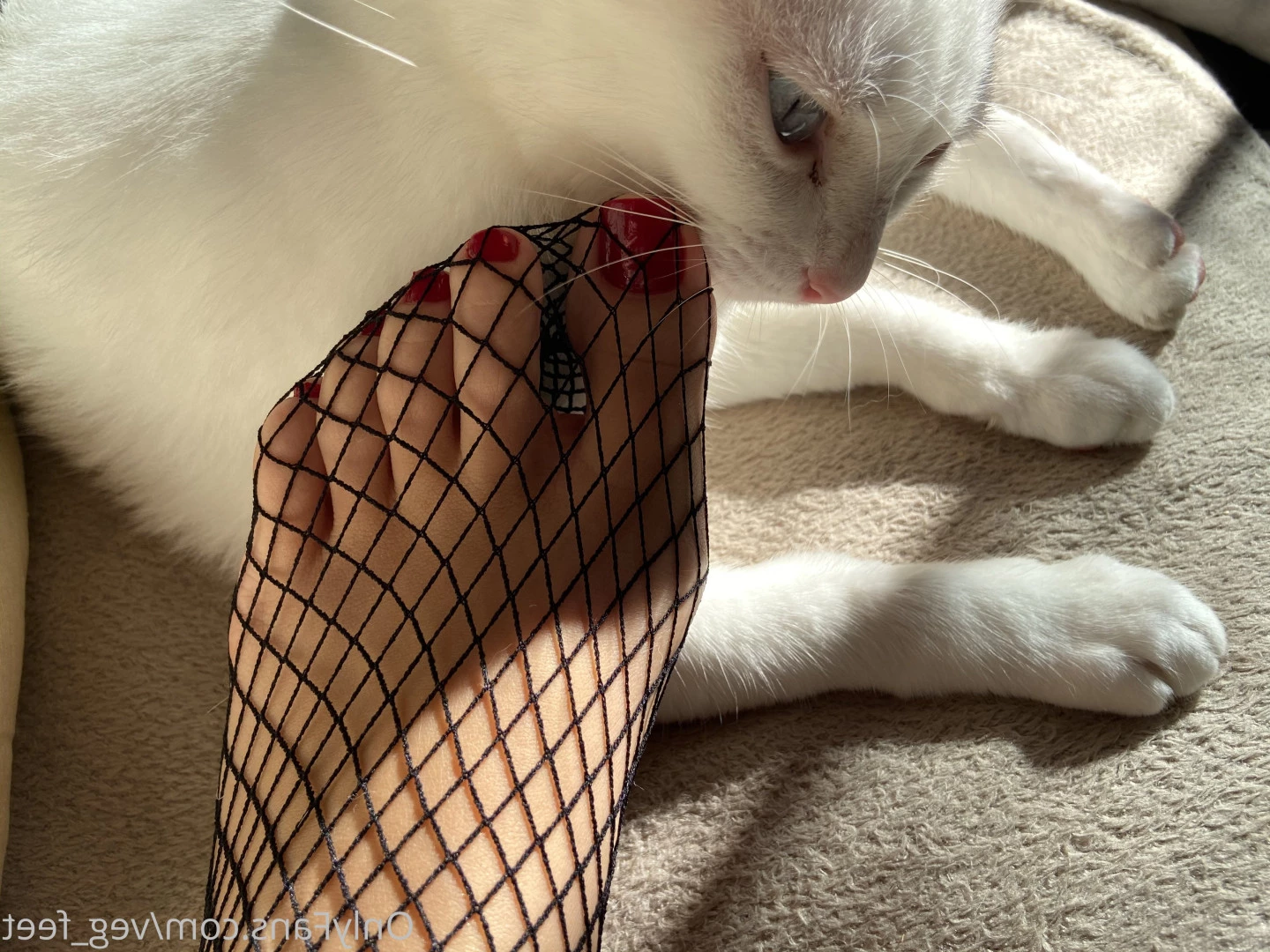 veg_feet Onlyfans leaked photo 10363707 on Hotleaks.tv