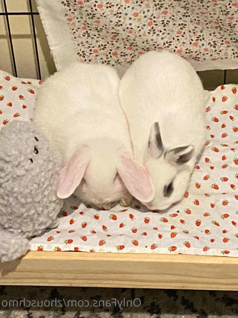 ✿  *ﾟ♡(˶ˆ꒳ˆ˶) Angela bunny (˶ˆ꒳ˆ˶)*ﾟ✿ [ stanshinobu ] Onlyfans leaked photo 10873254 on Hotleaks.tv