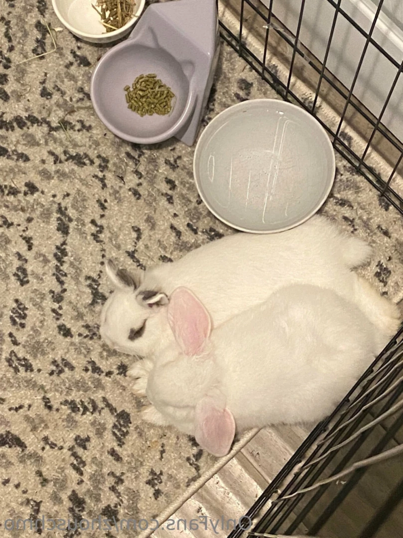 ✿  *ﾟ♡(˶ˆ꒳ˆ˶) Angela bunny (˶ˆ꒳ˆ˶)*ﾟ✿ [ stanshinobu ] Onlyfans leaked photo 13682458 on Hotleaks.tv