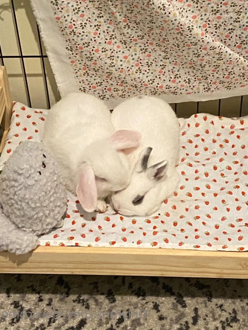 ✿  *ﾟ♡(˶ˆ꒳ˆ˶) Angela bunny (˶ˆ꒳ˆ˶)*ﾟ✿ [ stanshinobu ] Onlyfans leaked photo 15139905 on Hotleaks.tv