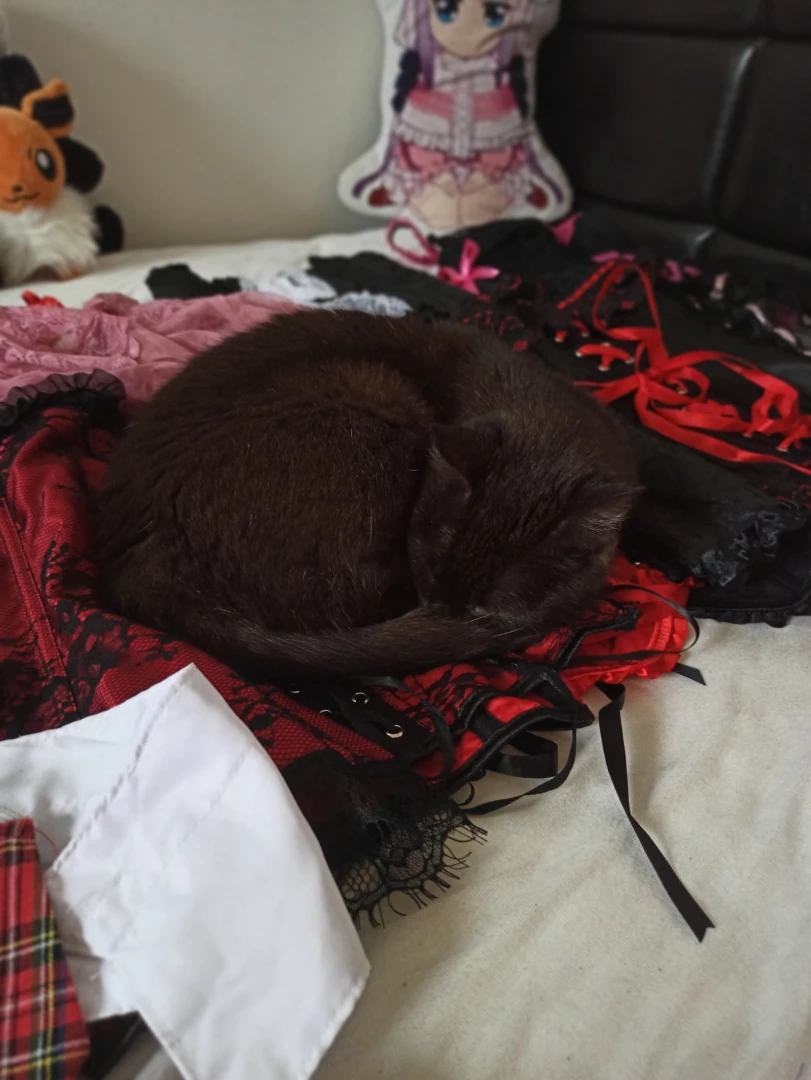 Akita - Cat Lady [ b-kitty ] Onlyfans leaked photo 15643626 on Hotleaks.tv
