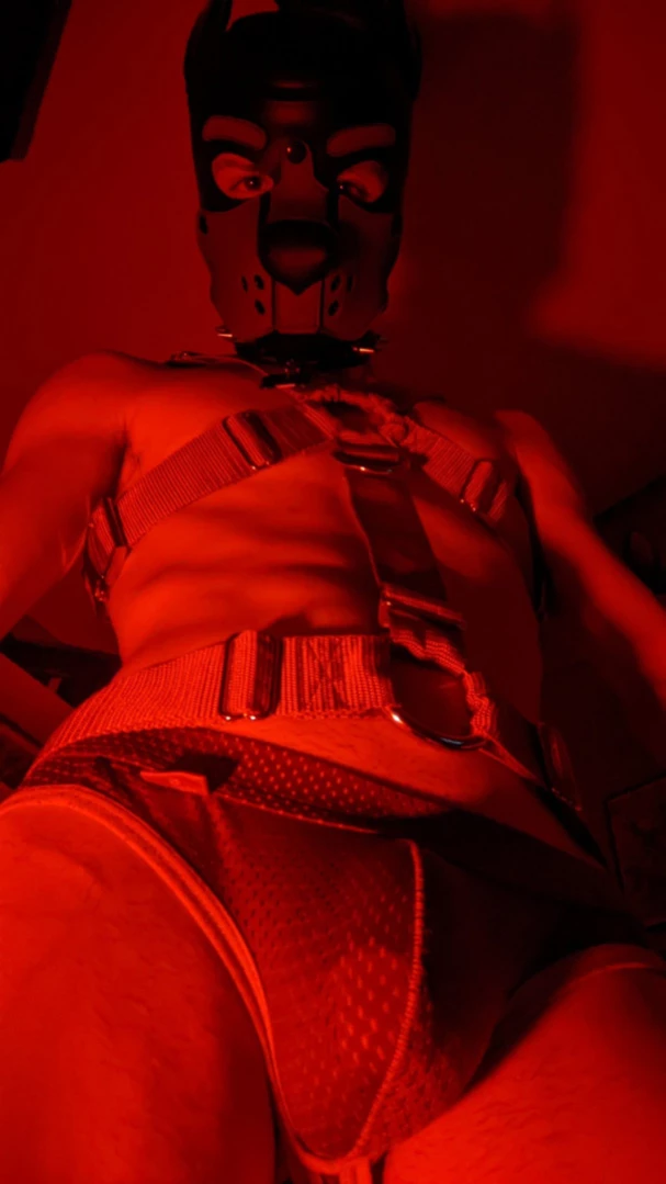 Bad Puppy [ badboxerboy ] Onlyfans leaked photo 15821705 on Hotleaks.tv
