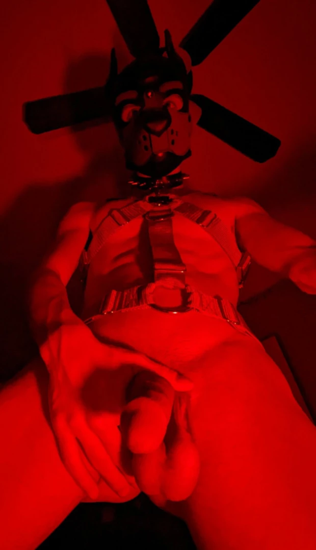 Bad Puppy [ badboxerboy ] Onlyfans leaked photo 16324575 on Hotleaks.tv