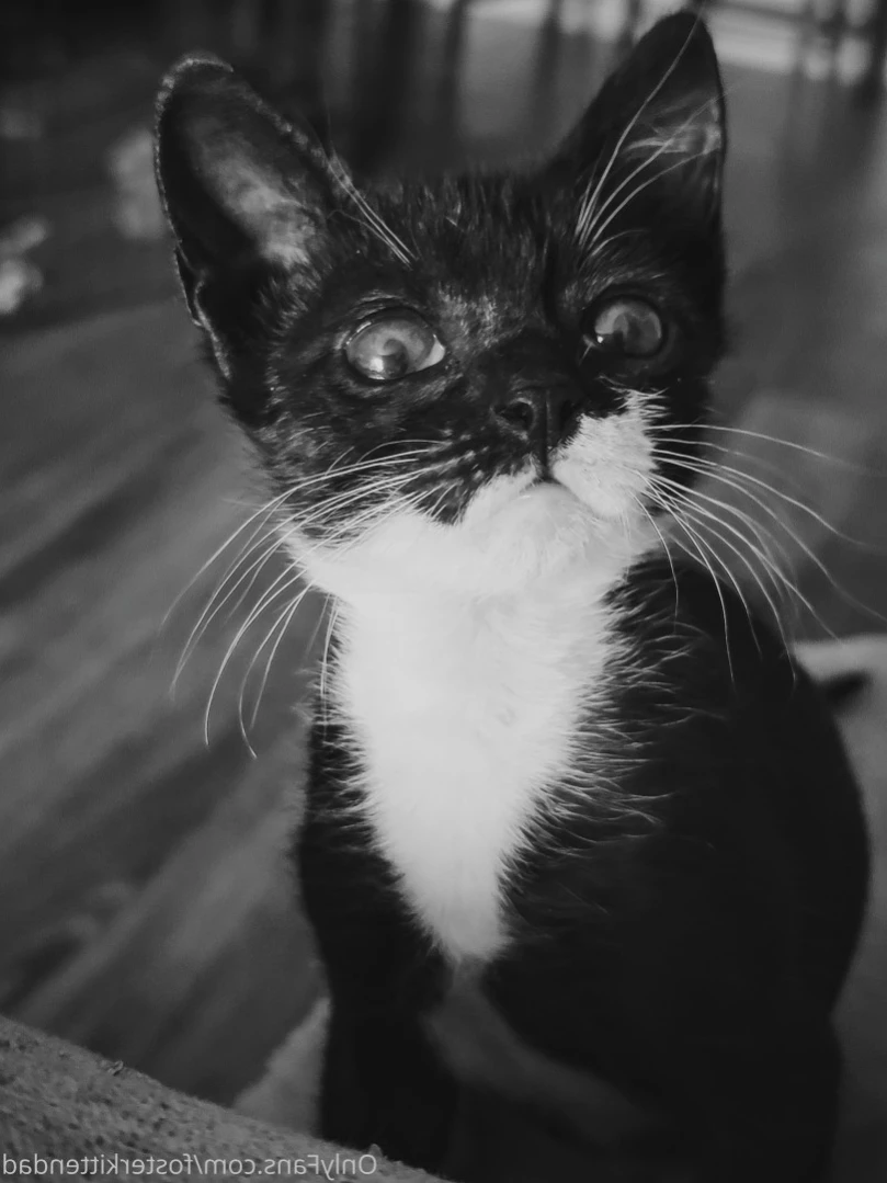Foster Kitten Dad [ fosterkittendad ] Onlyfans leaked photo 11565738 on Hotleaks.tv
