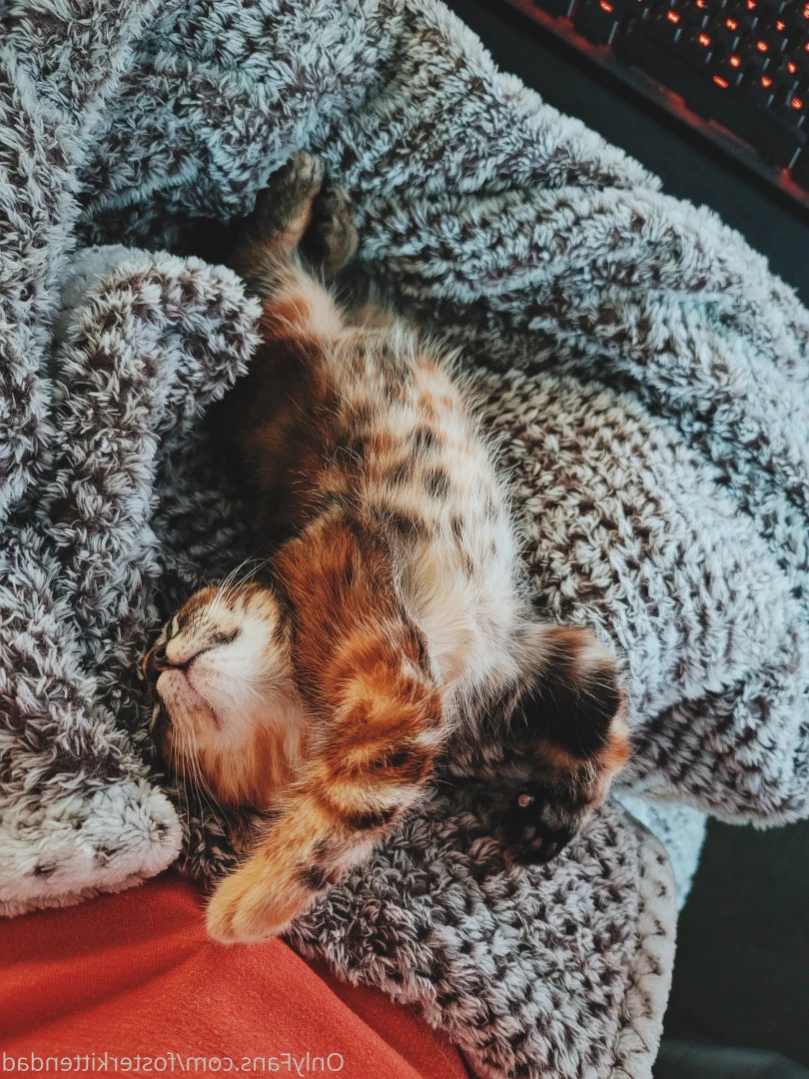 Foster Kitten Dad [ fosterkittendad ] Onlyfans leaked photo 11565745 on Hotleaks.tv