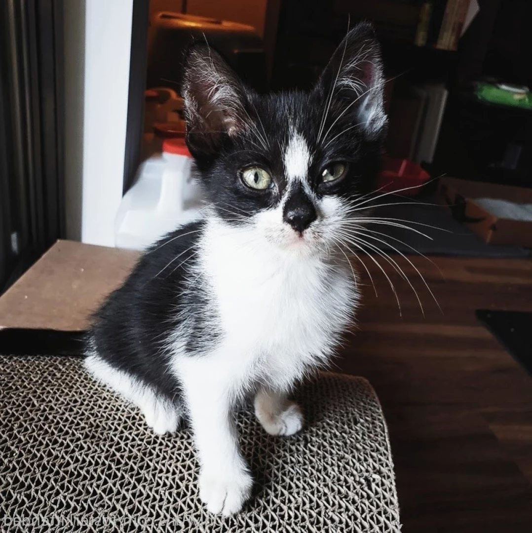 Foster Kitten Dad [ fosterkittendad ] Onlyfans leaked photo 11565760 on Hotleaks.tv