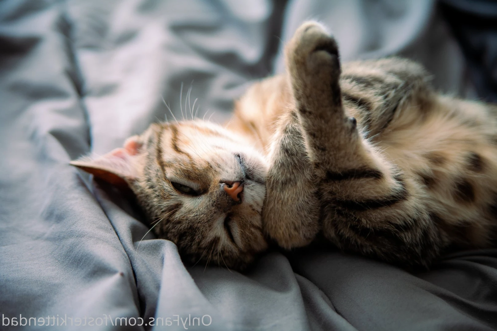 Foster Kitten Dad [ fosterkittendad ] Onlyfans leaked photo 11565784 on Hotleaks.tv