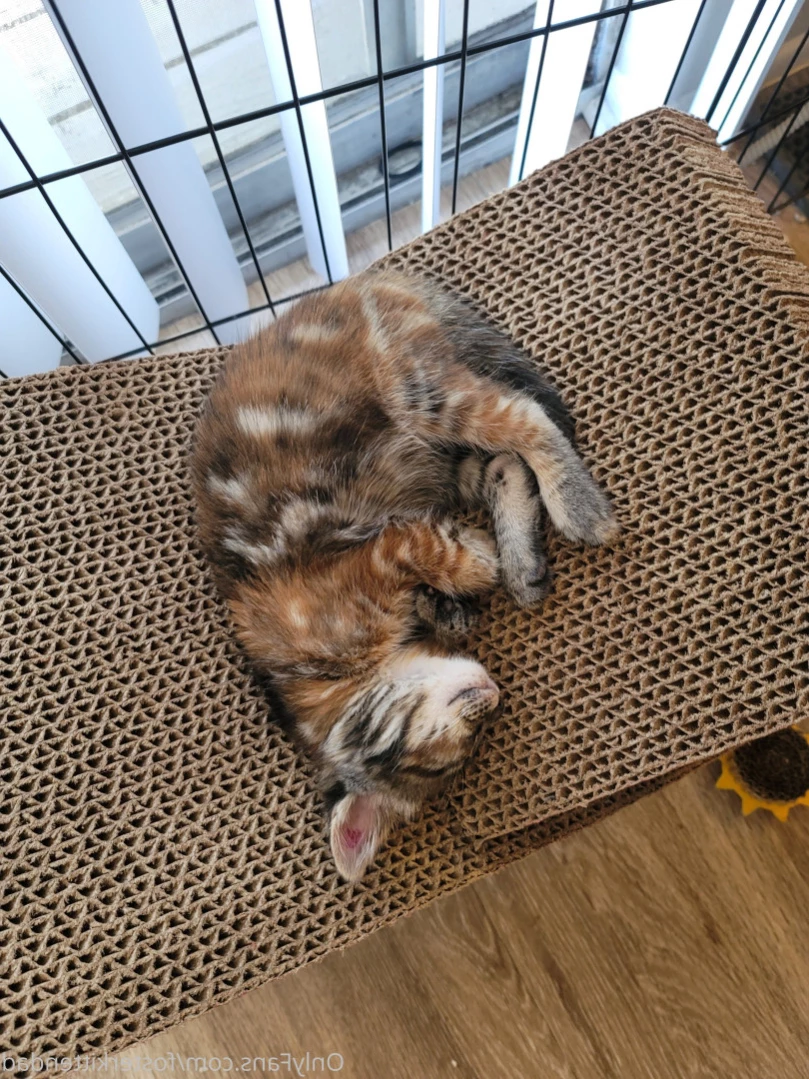 Foster Kitten Dad [ fosterkittendad ] Onlyfans leaked photo 11565797 on Hotleaks.tv
