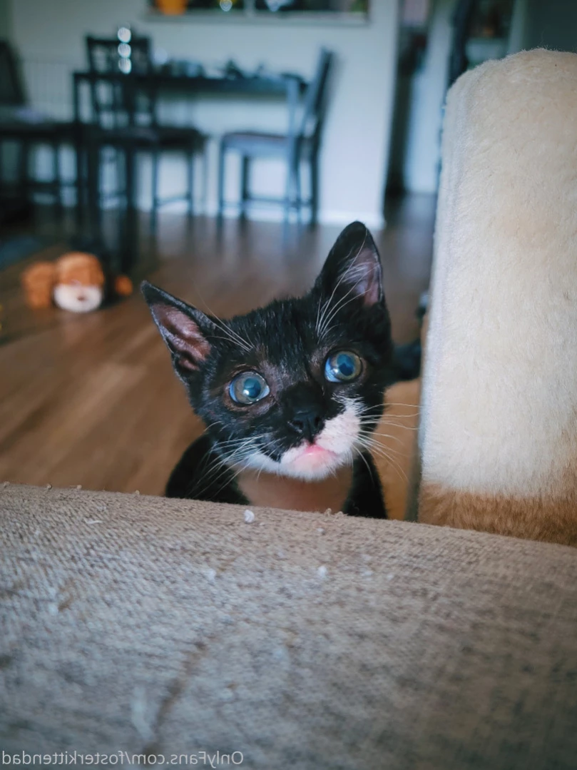 Foster Kitten Dad [ fosterkittendad ] Onlyfans leaked photo 11565850 on Hotleaks.tv