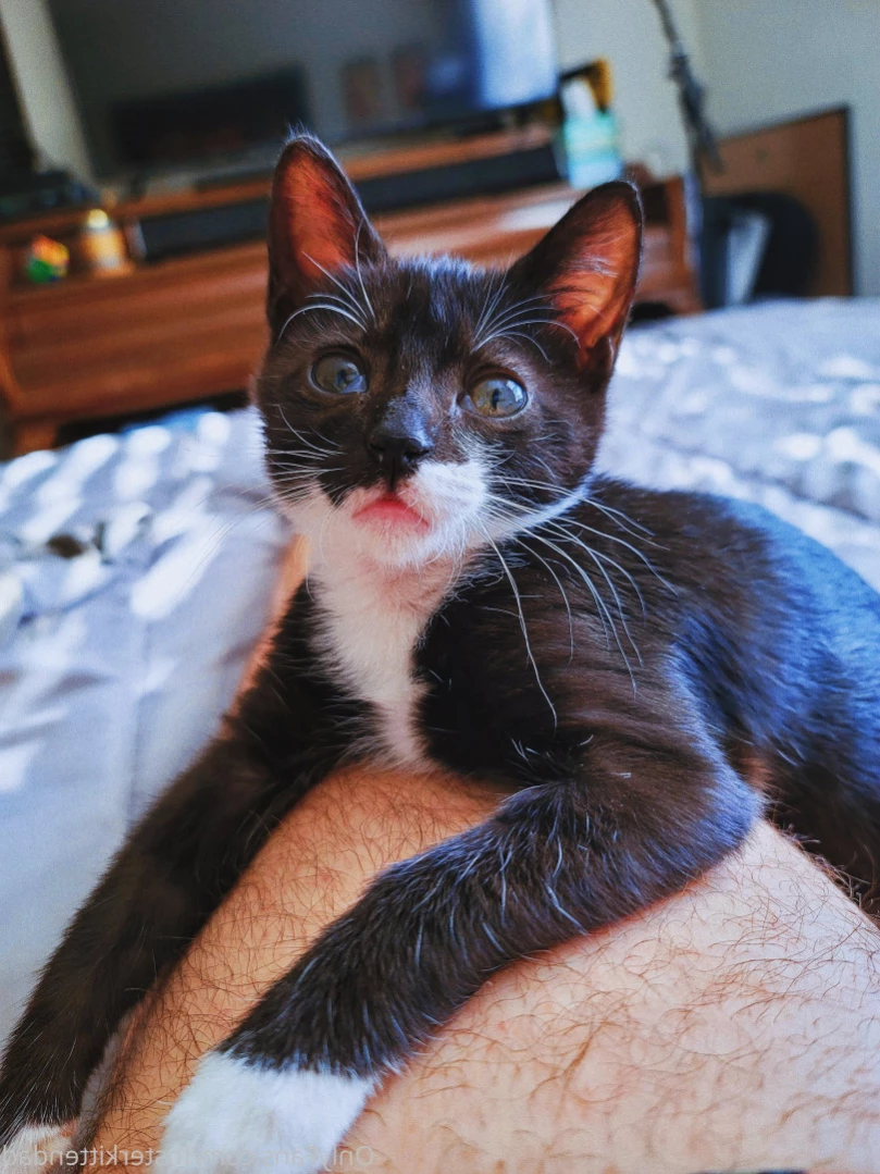 Foster Kitten Dad [ fosterkittendad ] Onlyfans leaked photo 11565862 on Hotleaks.tv