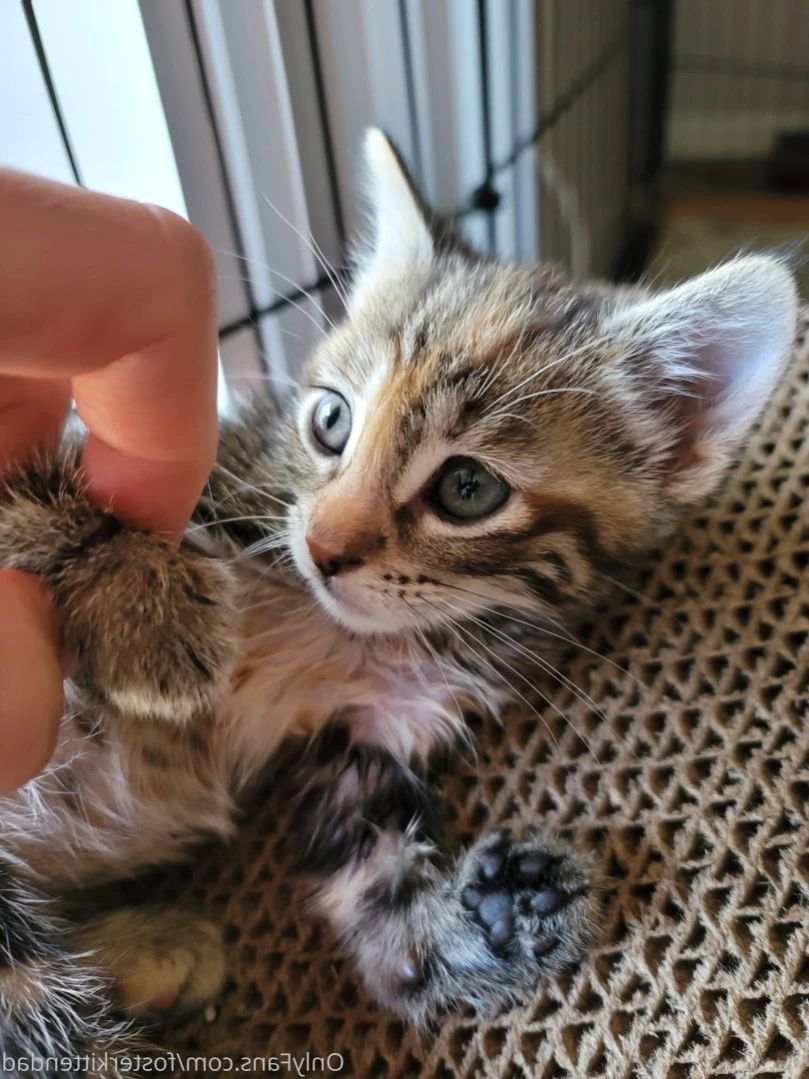 Foster Kitten Dad [ fosterkittendad ] Onlyfans leaked photo 11565908 on Hotleaks.tv