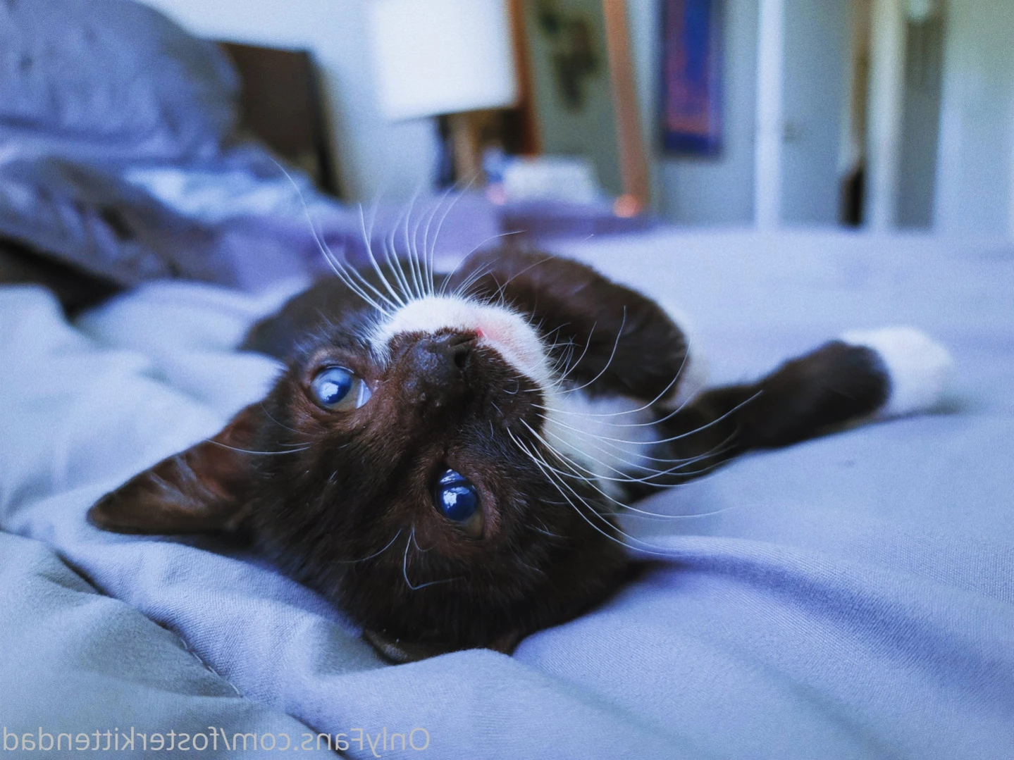 Foster Kitten Dad [ fosterkittendad ] Onlyfans leaked photo 11565918 on Hotleaks.tv