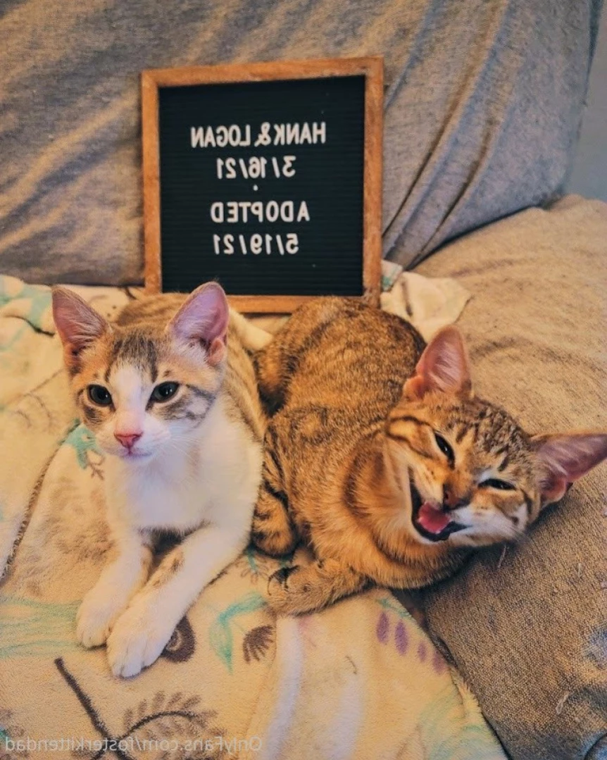 Foster Kitten Dad [ fosterkittendad ] Onlyfans leaked photo 11565929 on Hotleaks.tv
