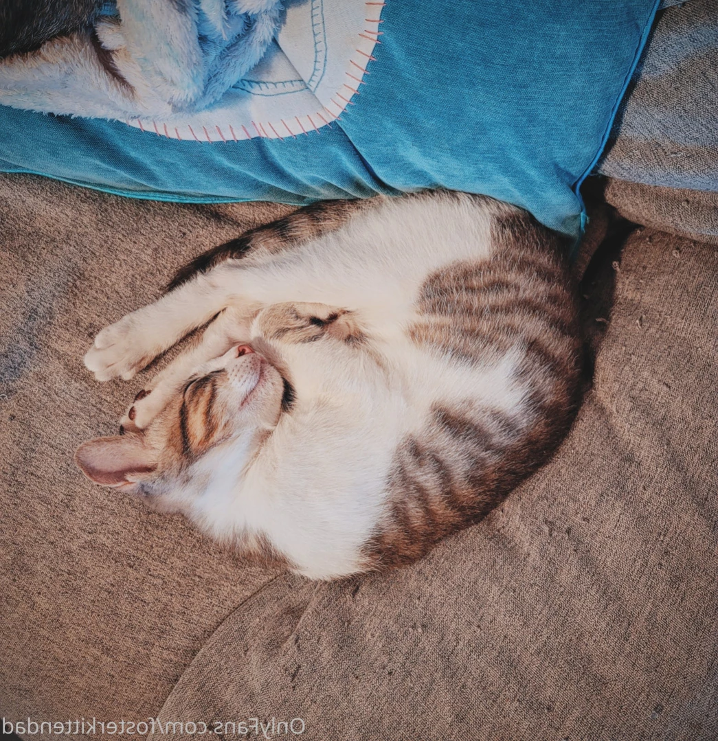 Foster Kitten Dad [ fosterkittendad ] Onlyfans leaked photo 11565938 on Hotleaks.tv