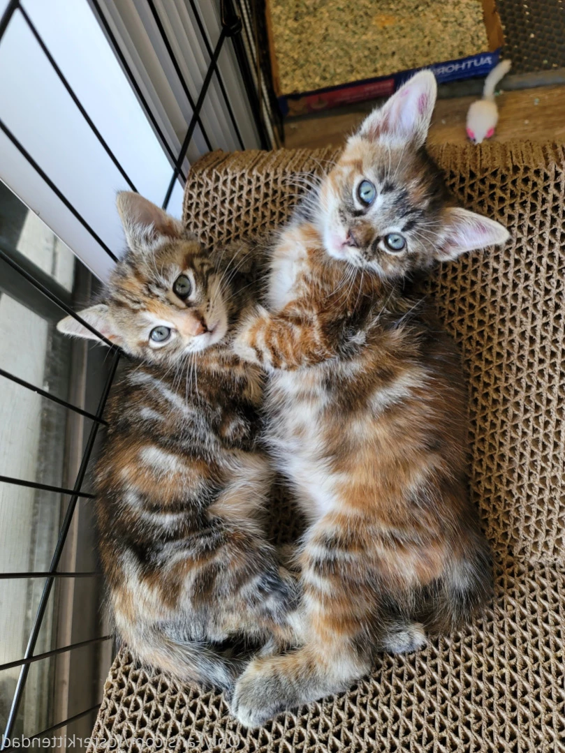 Foster Kitten Dad [ fosterkittendad ] Onlyfans leaked photo 11565978 on Hotleaks.tv