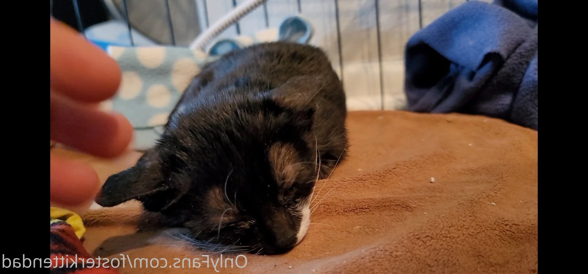Foster Kitten Dad [ fosterkittendad ] Onlyfans leaked photo 11565998 on Hotleaks.tv