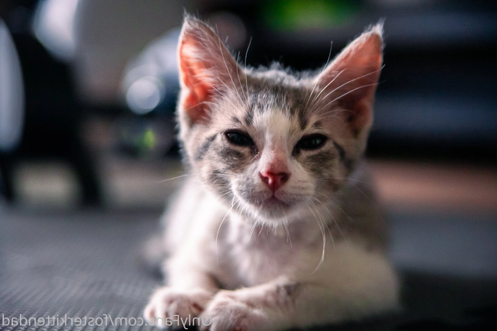 Foster Kitten Dad [ fosterkittendad ] Onlyfans leaked photo 11566012 on Hotleaks.tv