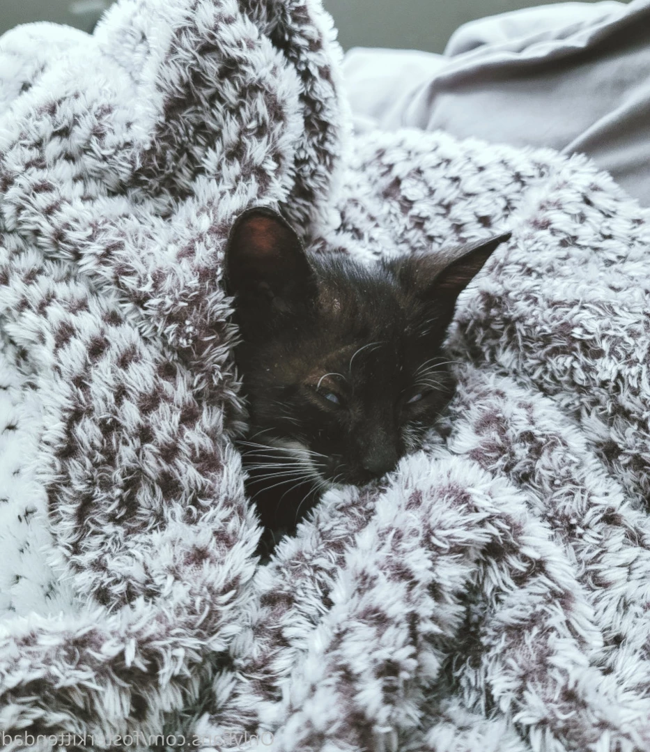 Foster Kitten Dad [ fosterkittendad ] Onlyfans leaked photo 11566028 on Hotleaks.tv