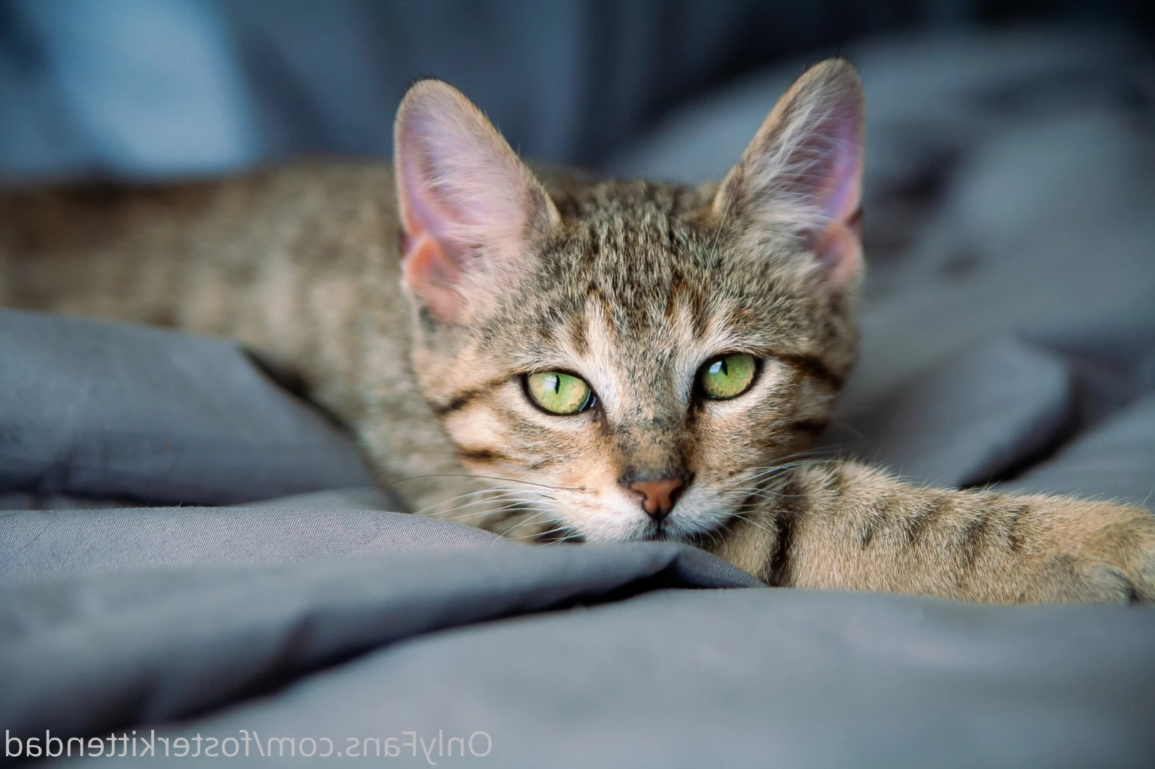 Foster Kitten Dad [ fosterkittendad ] Onlyfans leaked photo 11566051 on Hotleaks.tv