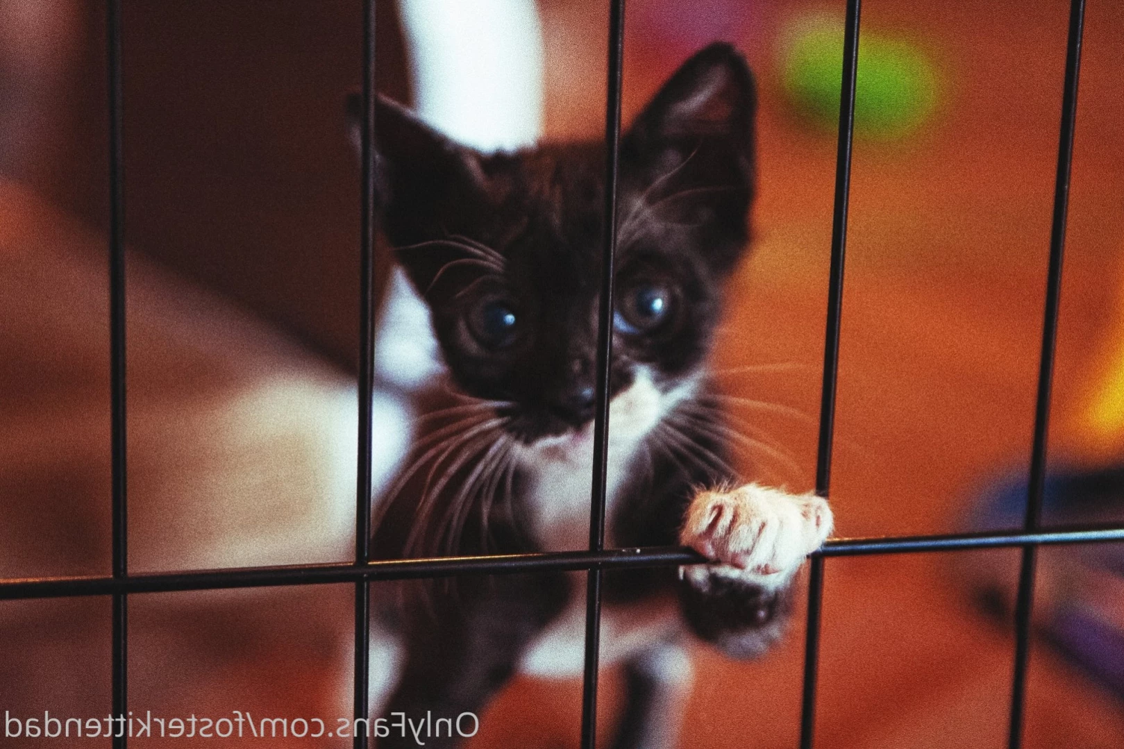 Foster Kitten Dad [ fosterkittendad ] Onlyfans leaked photo 11566093 on Hotleaks.tv