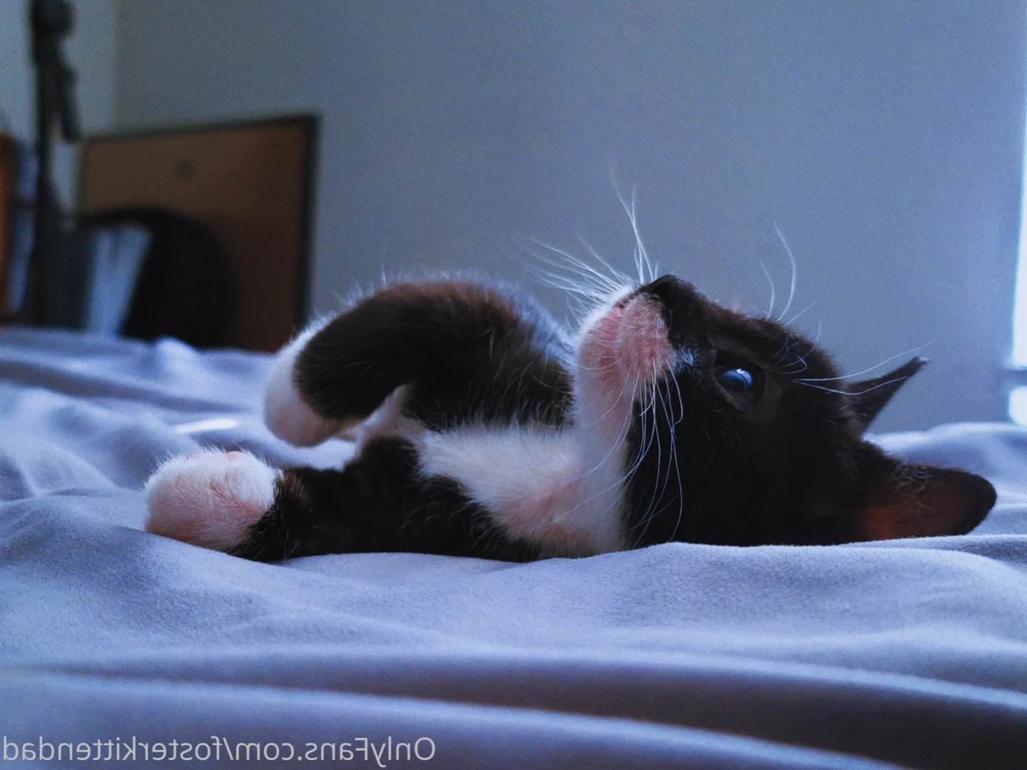 Foster Kitten Dad [ fosterkittendad ] Onlyfans leaked photo 11566107 on Hotleaks.tv