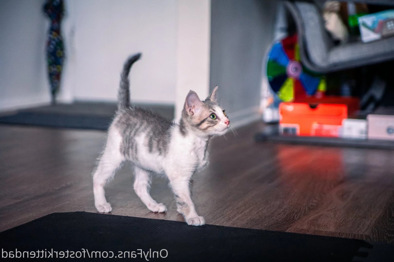 Foster Kitten Dad [ fosterkittendad ] Onlyfans leaked photo 11566117 on Hotleaks.tv