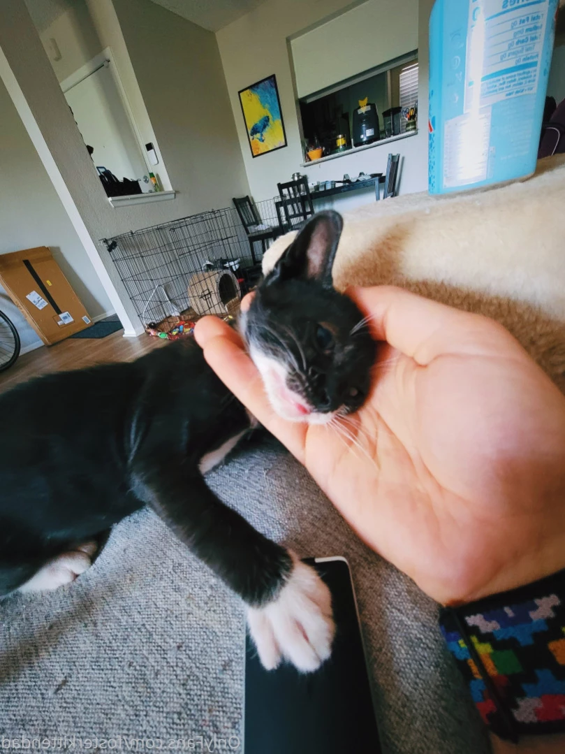 Foster Kitten Dad [ fosterkittendad ] Onlyfans leaked photo 11566132 on Hotleaks.tv