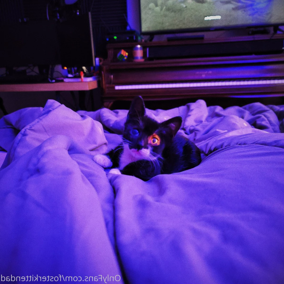 Foster Kitten Dad [ fosterkittendad ] Onlyfans leaked photo 11566160 on Hotleaks.tv
