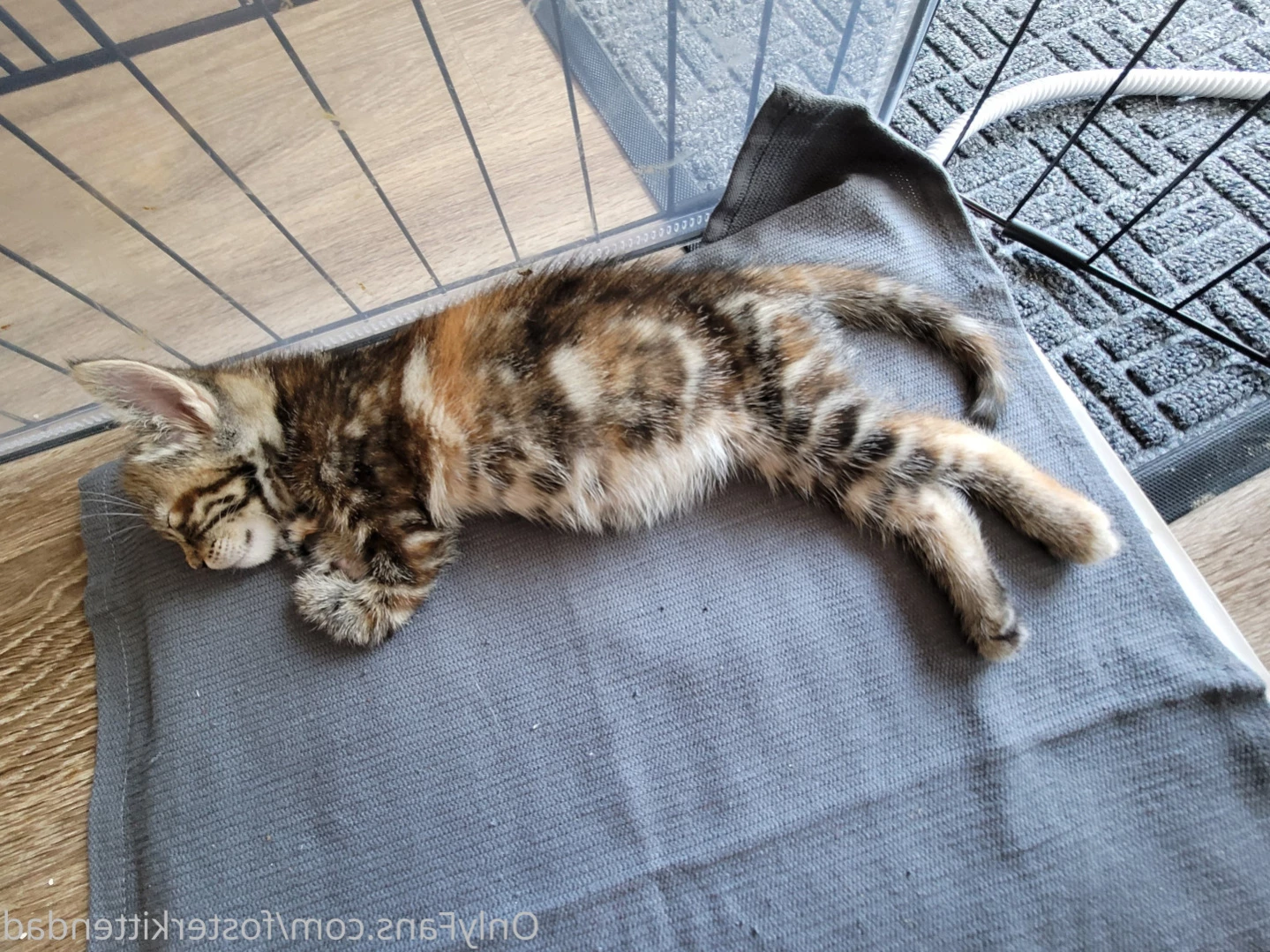 Foster Kitten Dad [ fosterkittendad ] Onlyfans leaked photo 11566171 on Hotleaks.tv
