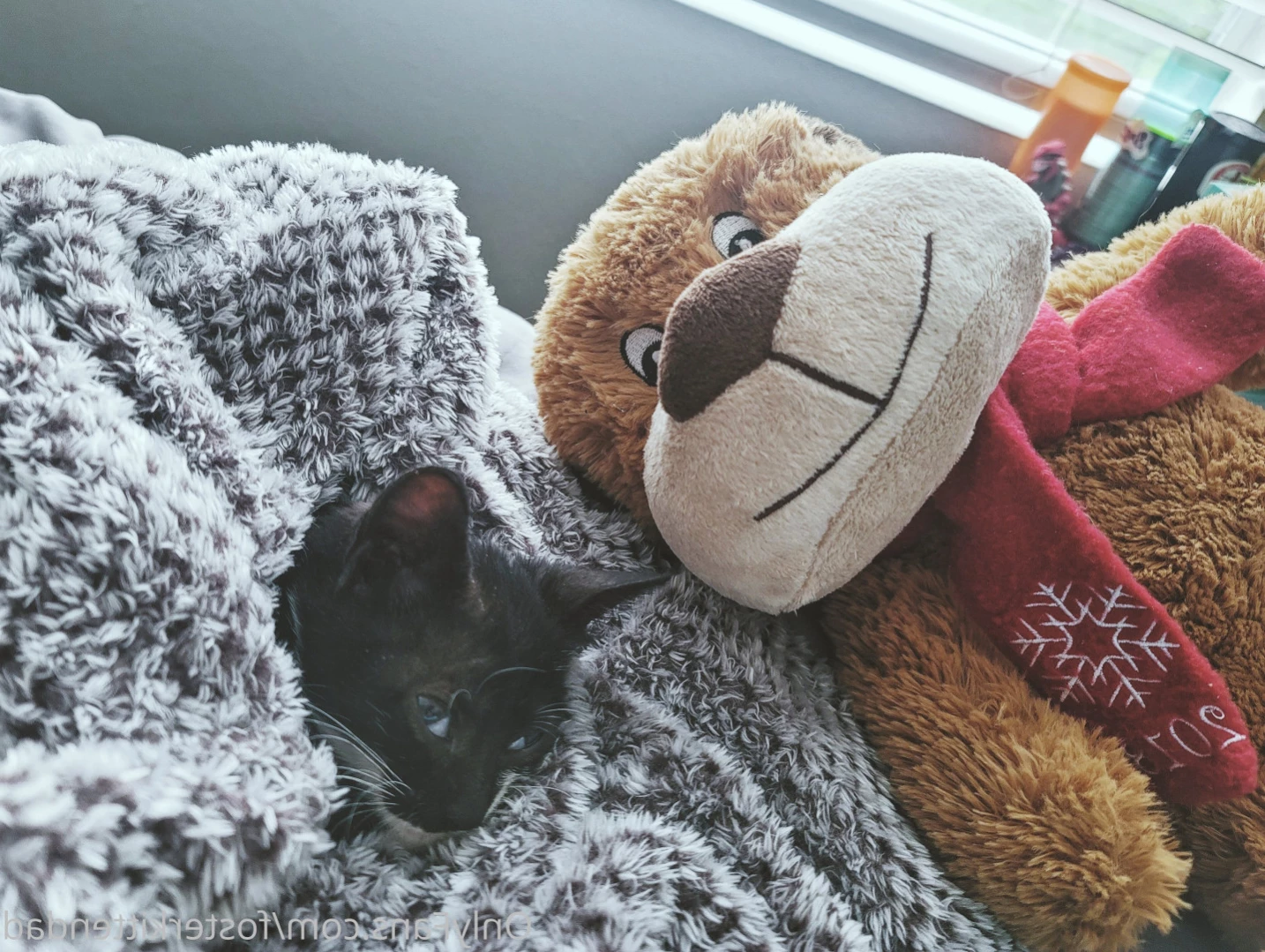 Foster Kitten Dad [ fosterkittendad ] Onlyfans leaked photo 11566185 on Hotleaks.tv