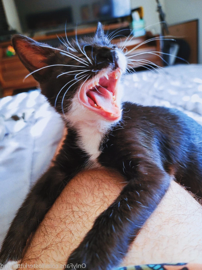 Foster Kitten Dad [ fosterkittendad ] Onlyfans leaked photo 11585249 on Hotleaks.tv