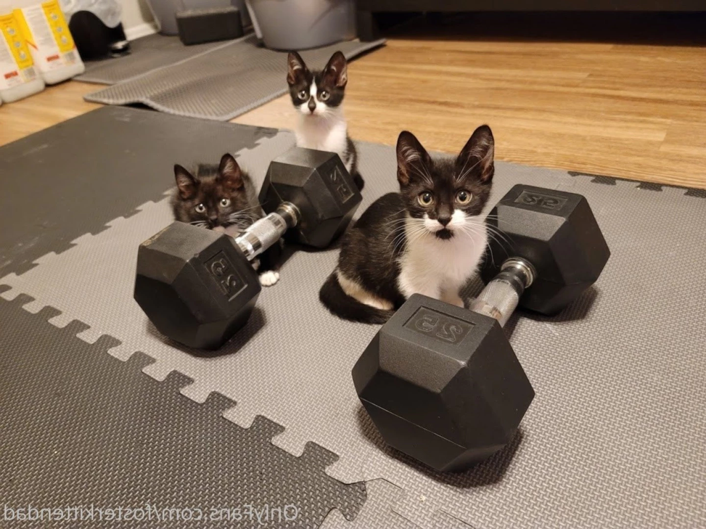 Foster Kitten Dad [ fosterkittendad ] Onlyfans leaked photo 11585262 on Hotleaks.tv