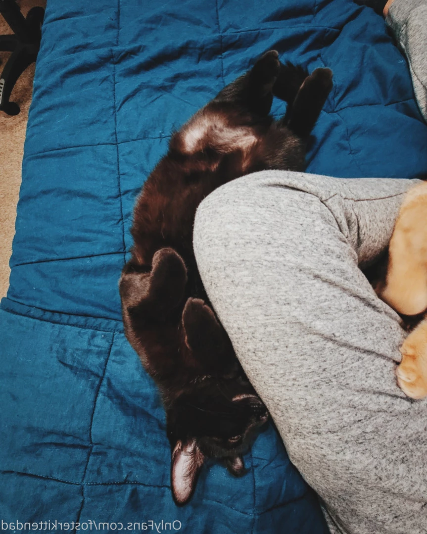 Foster Kitten Dad [ fosterkittendad ] Onlyfans leaked photo 11660909 on Hotleaks.tv
