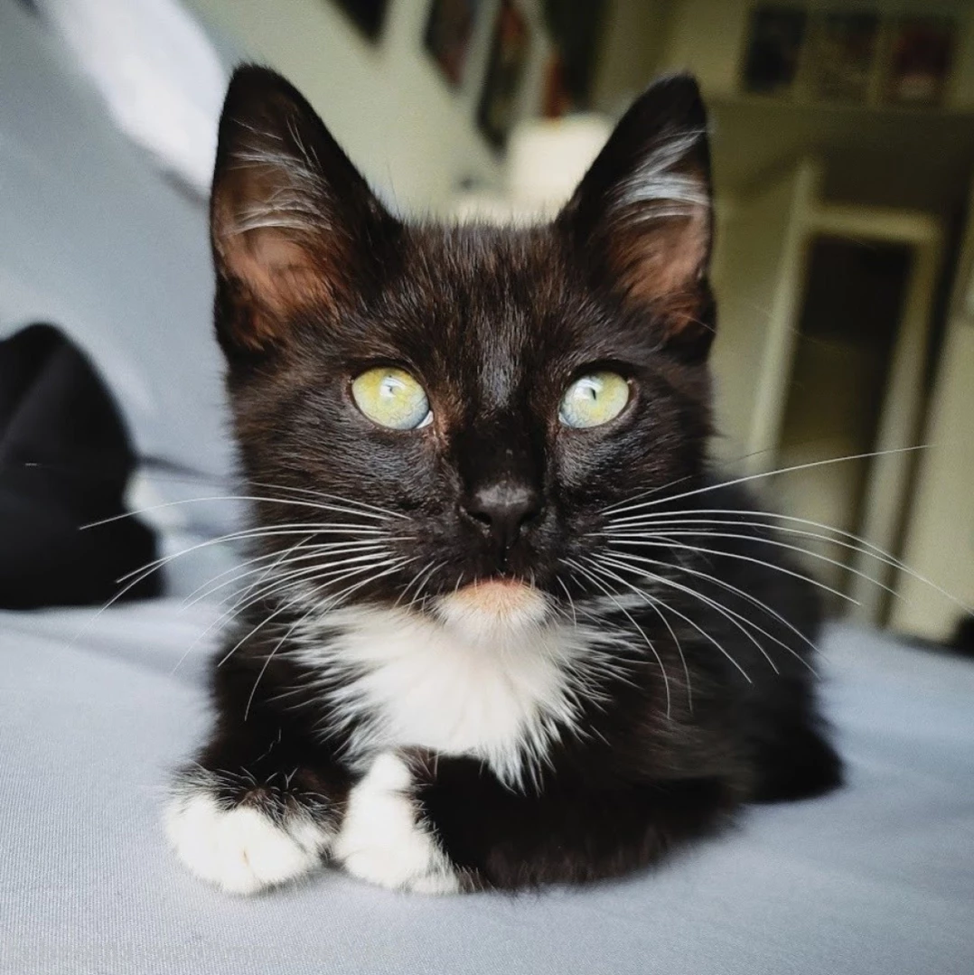 Foster Kitten Dad [ fosterkittendad ] Onlyfans leaked photo 11661585 on Hotleaks.tv