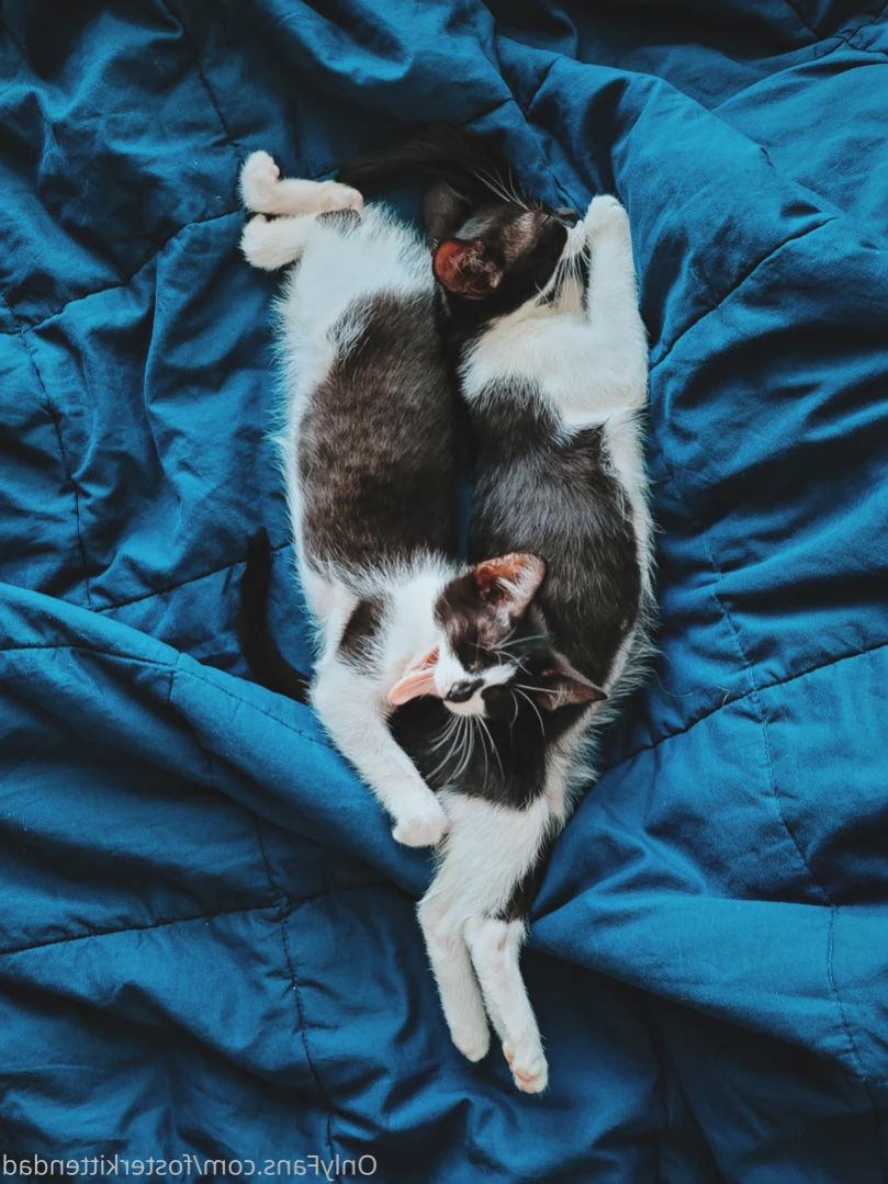 Foster Kitten Dad [ fosterkittendad ] Onlyfans leaked photo 12273609 on Hotleaks.tv